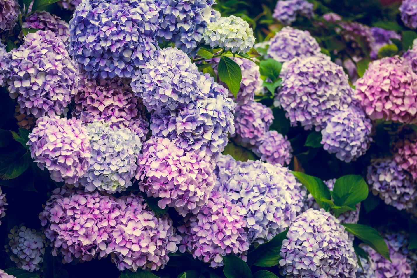 hydrangeas